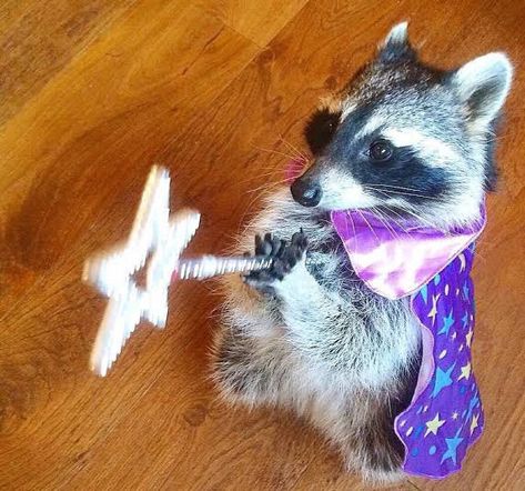 Ballet Routine, Pet Raccoon, Cute Raccoon, Raccoon Funny, Funny Animal Photos, Trash Panda, Pretty Animals, 웃긴 사진, Silly Animals