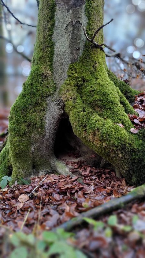 Mossy Tree, Bark Texture, Green Ground, Blur Photo Background, Blur Photo, Wildlife Habitat, Tree Roots, Tree Free, Close Up Photos