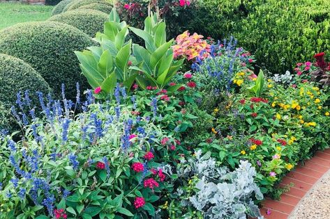 11 low-maintenance, heat-resistant plants that will withstand a North Texas summer Texas Native Plants Landscaping, Texas Flower Bed Ideas, South Texas Landscaping, Texas Flower Bed, Ornamental Grass Landscape, Heat Tolerant Plants, Native Plant Landscape, Texas Landscaping, Flower Bed Plants