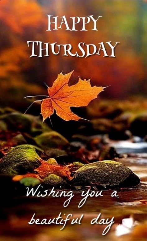 Happy Thursday! I hope you have a beautiful day! 🌞 Iphone Wallpapers Funny, Wallpaper Laptop Christmas, Happy Thursday Images Beautiful, Thrilling Thursday, Thankful Thursday Quotes, Aesthetic Wallpaper Christmas, Christmas Wallpaper Laptop, Elf On The Shelf Welcome, Losing Touch With Reality