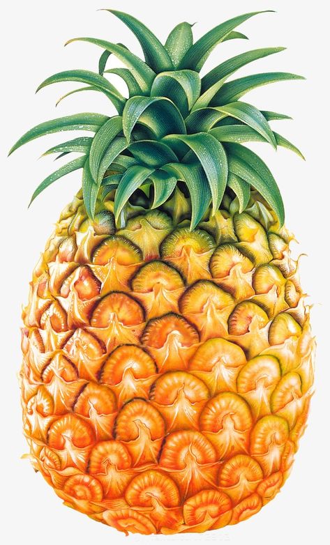 Pineapple Clipart, Food Clipart, Pineapple Fruit, Fruit Painting, Fruit Art, Fruit And Veg, Nutrition Recipes, Fruits And Veggies, Health And Nutrition