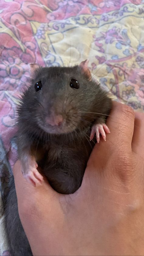 Rat Pfp, Cute Animal Pfp, Cute Animal Pics, Animal Pfp, Wojskowy Humor, Pet Aesthetic, Cute Animal Character, Fancy Rats, Rat Tattoo