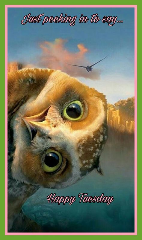 Happy Tuesday Funny Owls, Owl Pictures, Beautiful Owl, Movies 2017, Owl Art, Pretty Birds, Cute Owl, Animal Photo, Big Eyes