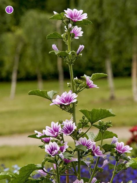 Euonymus Alatus Compactus, Common Mallow, Euonymus Alatus, Malva Sylvestris, Mallow Plant, Mallow Flower, Plants Uk, Pollinator Garden, 3d Flowers