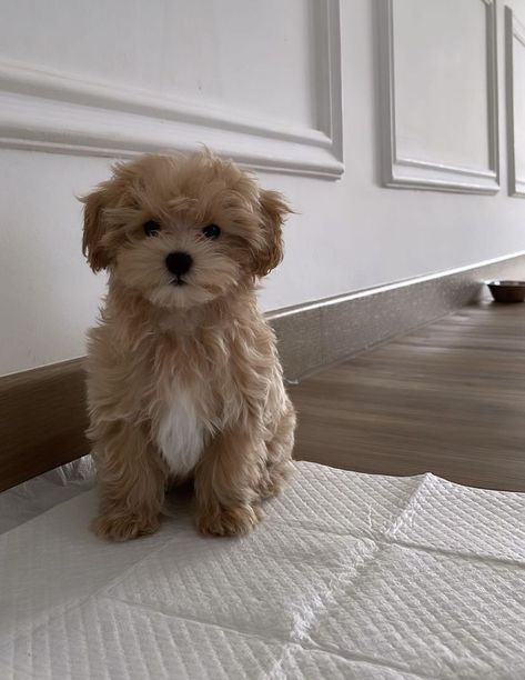 Psy Chihuahua, Maltipoo Dog, Cute Small Dogs, Very Cute Puppies, Dog Mommy, Psy I Szczenięta, Really Cute Puppies, Maltipoo Puppy, Super Cute Puppies