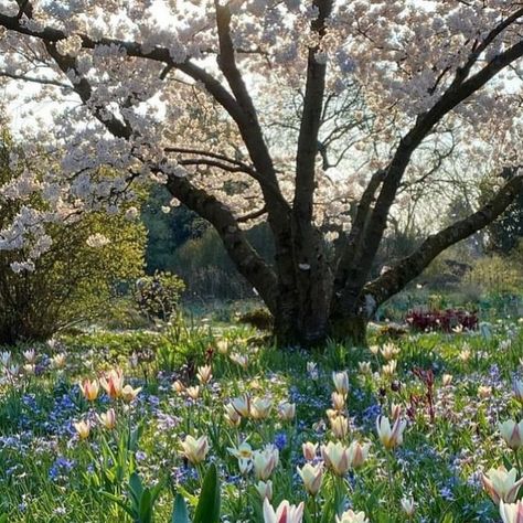 Claudia de Yong on Instagram: "We talk about having meadows of wild flowers for Spring and Summer but how about this as a beautiful alternative when using species Tulips.   The whole combination comes alive with one variety of Tulip 🌷in this case Tulipa kaufmanniana ‘Ice Stick’ (good as a it flower too) rising above a sea carpet of blue Chionodoxa forbesii.   A spreading Prunus x yedoensis frames the entire scene in the background, with it’s spreading outstretched branches it seems to be hugging the flowers below. Later on in the season, Paeonies create a second layer in the planting.   As they say - be different and stand out from the crowd and this surely makes for impact and effect beyond the standard meadow style planting.   Gorgeous image and planting @cassianschmidt" Nature, Chionodoxa Forbesii, Species Tulips, Prunus X Yedoensis, Tulips Aesthetic, Flowers For Spring, Rising Above, Spring Garden, A Sea