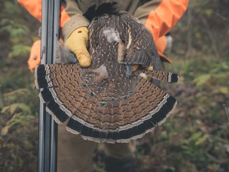 Finding the Perfect Grouse Gun Is a Lifelong Pursuit Grouse Hunting, German Shorthair, Photography Inspiration, Hunting, Fishing, The Next, Photography