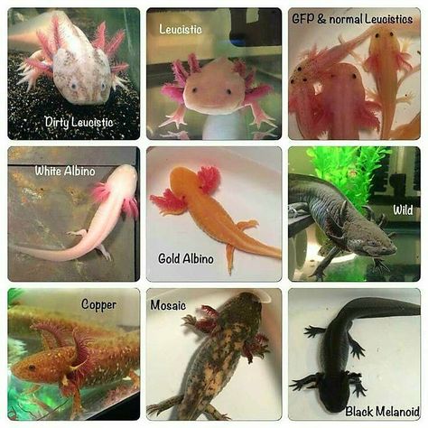 Types Of Axolotls, Oxylottle Animal, Axolotl Morphs, Axolotl Colors, Axolotl Care, Axolotl Tank, Axolotl Cute, Copper Mosaic, Salamanders