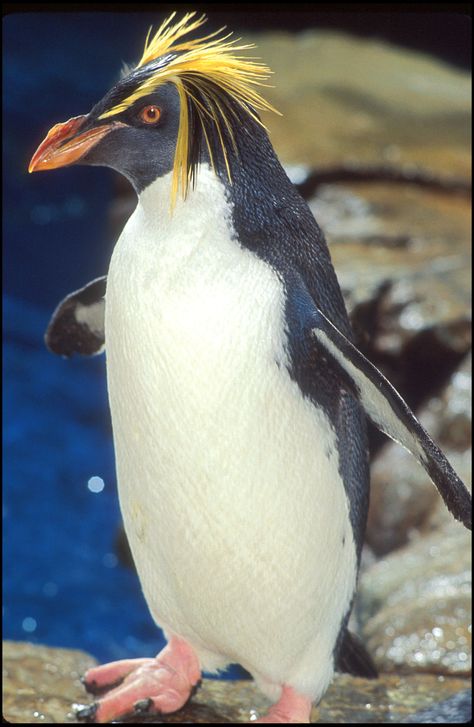 Macaroni Penguin    Antartica Macaroni Penguin, Penguin Day, Rockhopper Penguin, Penguin Pictures, Cute Penguins, Pretty Birds, Animal Planet, Sea Animals, Cute Photos