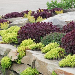 Sedum 'Firecracker' from the SunSparkler Series with Sedums 'Angelina' and 'Lime Zinger' in a rock garden! Sedum Firecracker, Sedum Sunsparkler, Tiny Yard, Yard Inspiration, Rock Walls, Rock Garden Design, Rock Gardens, Outdoor Landscape, Rock Garden Landscaping