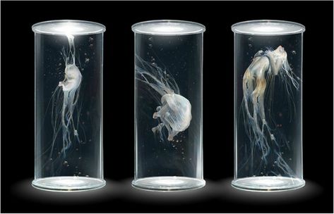 Evolution Artwork, First Humans, Cyberpunk Art, Futuristic Technology, 판타지 아트, Test Tube, Sci Fi Art, Live Wallpapers, Jellyfish