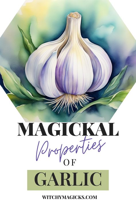 Discover the magickal properties of garlic! This potent herb is not only a culinary staple but also a powerful tool in spellcraft and rituals. Used for protection, healing, and purification, garlic is a must-have in any witch's toolkit. Learn how to incorporate garlic into your magical practices and enhance your spells with this ancient and revered herb. #HerbalMagic #Witchcraft #Spellcraft #GarlicMagic #ProtectionSpells Magickal Herbs Herbal Magic, Garlic Magical Properties, Magical Properties Of Garlic, Herb Preservation, Purple Garlic, Hearth Witch, Garlic Supplements, Magickal Herbs, Garlic Benefits