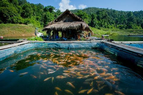 Backyard Fish Farm, Fish Farming Backyard, Fish Farming Ideas, Aqua Farming, Farm Philippines, Farming Wedding, Aquaculture Fish Farming, Fish Production, Aquaculture Fish