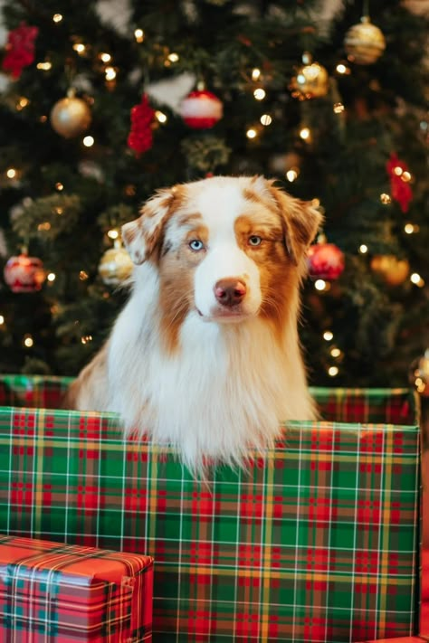 Aussie Christmas Aesthetic, Christmas Border Collie, Family Holiday Card, Cute Puppy Photos, Christmas Mood Board, Family Holiday Cards, Phone Widget, Aussie Shepherd, Dogs Images