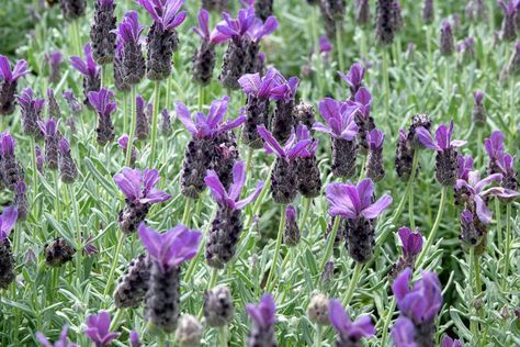 Spanish Lavender Care, Spanish Lavender Plant, French Lavender Plant, Lavender Plant Care, Lavender Care, Potted Lavender, Spanish Lavender, Lavender Varieties, Smelling Flowers