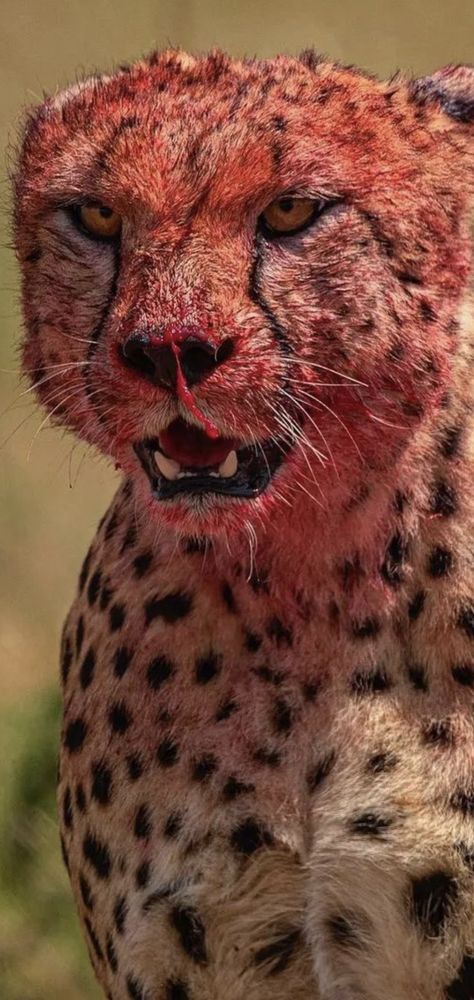 Cheetah 🐆 Cheetah Face, Aesthetic Phone, Zoology, Life Is Hard, Animal Wallpaper, Animal Planet, Big Cats, Picture Wall, Aliens