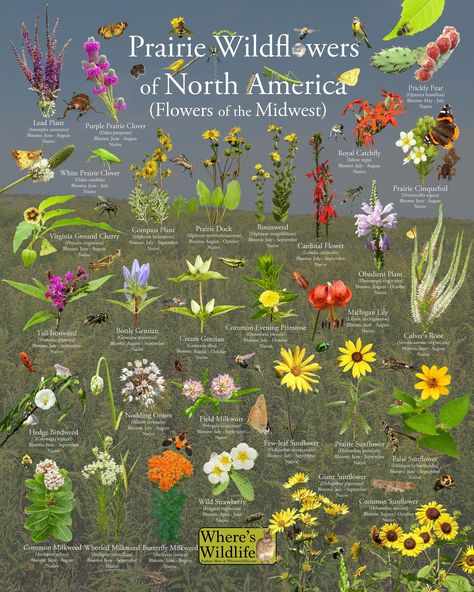 This poster provides picture identification of common native prairie wildflowers that can be found in North America. The prairie tends to be one of the more underappreciated ecosystems and while from afar it may seem to just be a vast expanse of grasses, upon closer observation, there is much more to be discovered. The biodiversity of the prairie makes up a vibrant cycle of life that this poster helps to highlight in some of its most colorful ways. Highlighting some of the most fascinating prair Prickly Pear Flowers, Lobelia Cardinalis, July Flowers, Prairie Planting, Cherry Blooms, Prairie Flower, Cardinal Flower, Room With Plants, Nature Center