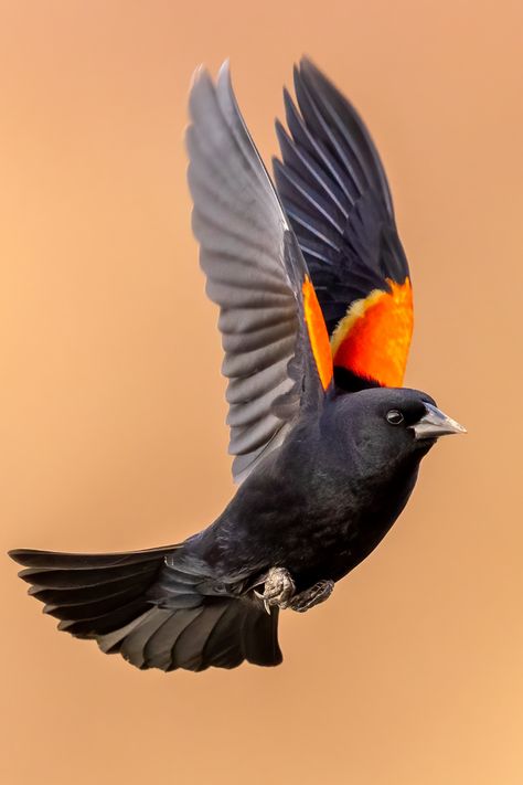 Red-winged Blackbird - eBird Red Winged Blackbird, Swift Bird, Red Wing Blackbird, Hummingbirds Photography, Black Bird Tattoo, Birds Nature, Bird Wings, Sparrows, Bird Pictures