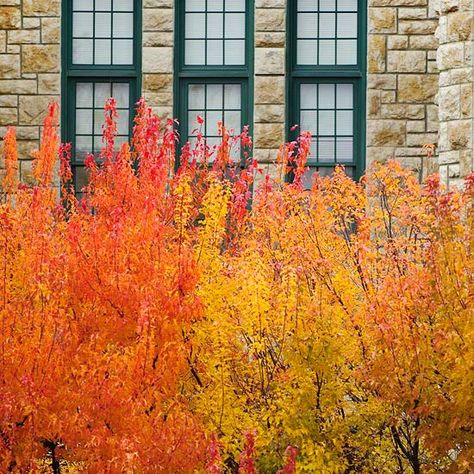 Amur Maple has stunning fall foilage. See more of our picks for shrubs with vibrant fall color: http://www.bhg.com/gardening/trees-shrubs-vines/trees/trees-and-shrubs-for-fall/?socsrc=bhgpin092312amurmaple=6 Amur Maple, Shade Loving Shrubs, Fall Gardening, Shade Shrubs, Inspiring Places, Maple Trees, Garden Idea, Beautiful Scenes, Fall Garden