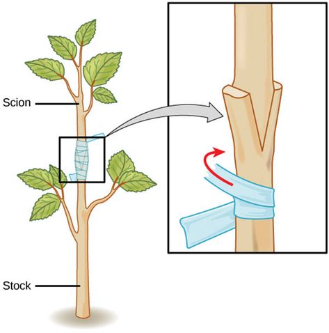 Grafting Basics: Everything You Need to Know to Get Started Asexual Reproduction In Plants, Asexual Reproduction, Grafting Fruit Trees, Vegetative Reproduction, Biology Plants, Propagate Plants, Grafting Plants, Plant Bud, Plant Names