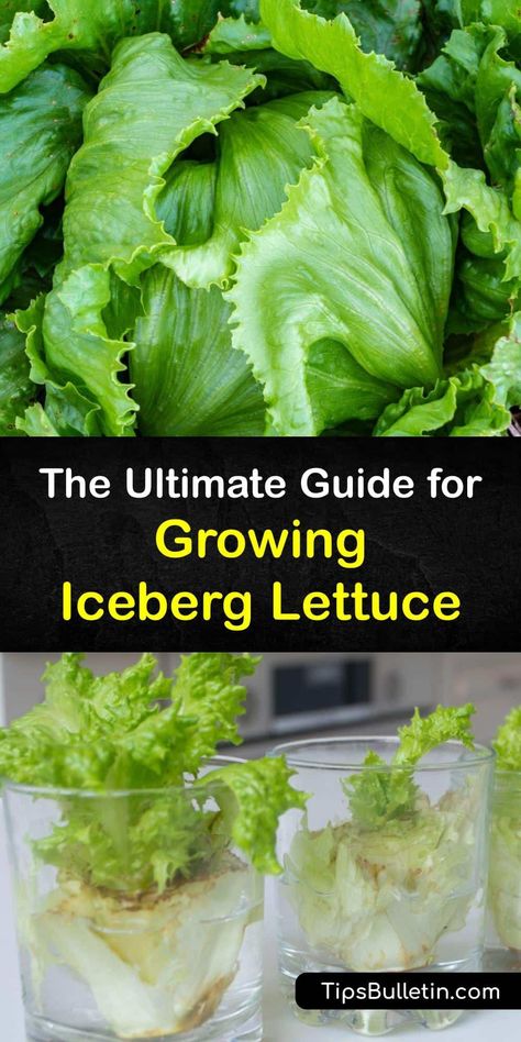 Growing Lettuce In Containers From Seed, How To Grow Iceberg Lettuce, How To Plant Lettuce Seeds, Growing Iceberg Lettuce, Gardening Vegetables Ideas, Planting Lettuce Seeds, Planting Cabbage, When To Plant Lettuce, Plant Lettuce