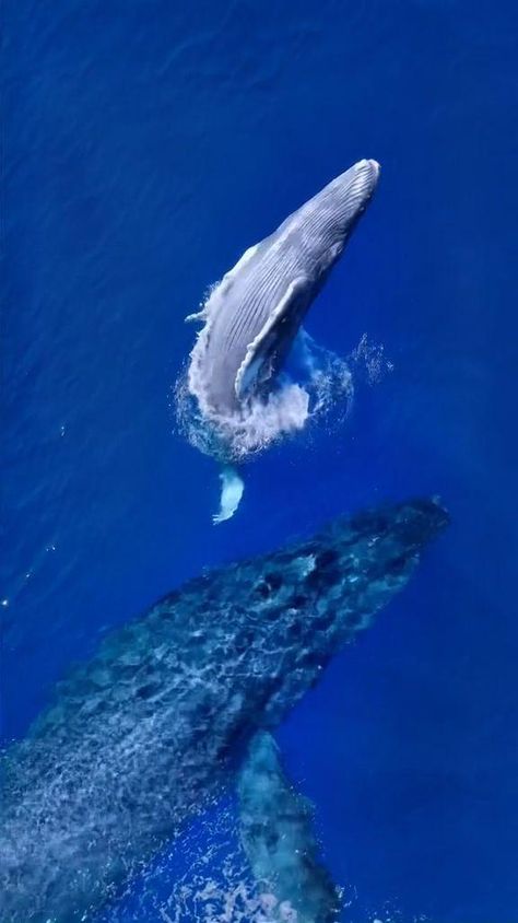 Whale Video, Head Massager, Amazing Animal Pictures, Baby Whale, Wild Animals Pictures, Underwater Animals, Small Head, Beautiful Sea Creatures, Head Massage