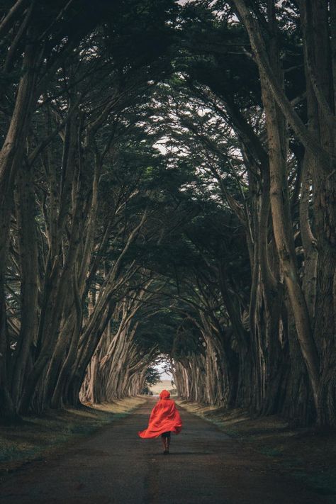 Cypress Tree Tunnel by: Andy To 30 Day Challange, Cypress Tree Tunnel, Tree Tunnel, Genuine People, Tree Background, Wallpapers Beautiful, Pc Wallpapers, Point Reyes, Scenic Photos