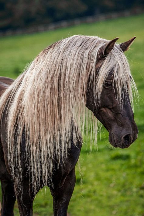 Horses Colors, Rocky Mountain Horse, Beautiful Horses Wild, Rare Horse Breeds, Mountain Horse, Rare Horses, Pony Breeds, Horse Mane, Palomino Horse