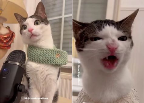 "Crunch-tastic"—Internet obsessed with the way this cat eats treats Videos Of People, Cat Eating, Eat Snacks, Cat Watch, Side Eye, People Eating, Satisfying Video, All About Cats, Cat Pin