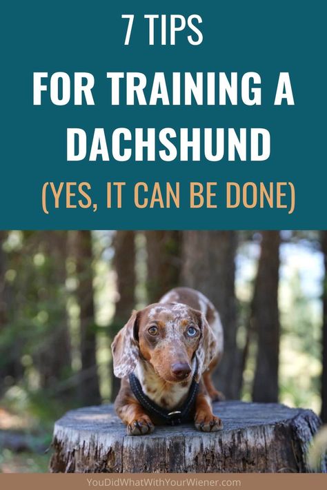 7 Tips for Training a Dachshund – YouDidWhatWithYourWiener.com Dachshund Tips, Dachshund Puppy Training, Dachshund Stuff, Dachshund Training, Pointing Fingers, Miniature Dachshunds, Weenie Dogs, Dachshund Puppies, Dachshund Love