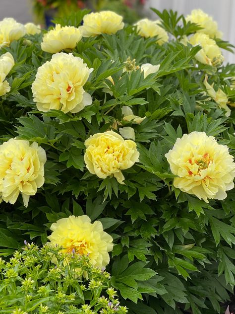 Bartzella Itoh Peony, Bartzella Peony, Itoh Peony, Itoh Peonies, Gardening Zones, Southern Garden, Sweet Fragrance, Rose Purple, Garden Shrubs