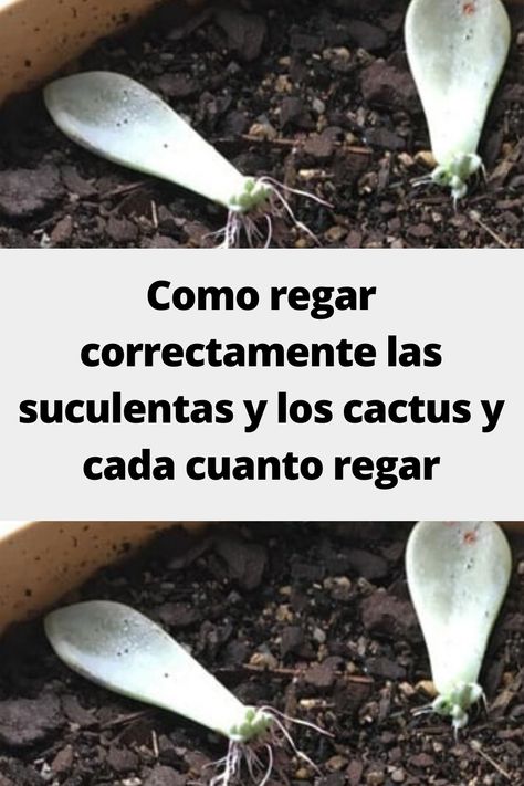 Plants, Cactus, Suculentas Ideas, Cactus Diy, Agaves, Cactus Y Suculentas, Color