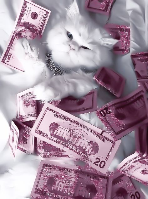 Funny Videos Of Cats, Pink Money, Animals Aesthetic, Aesthetic Cats, 2024 Poster, Cat Drawings, Cats Funny, Cat Lover, Money