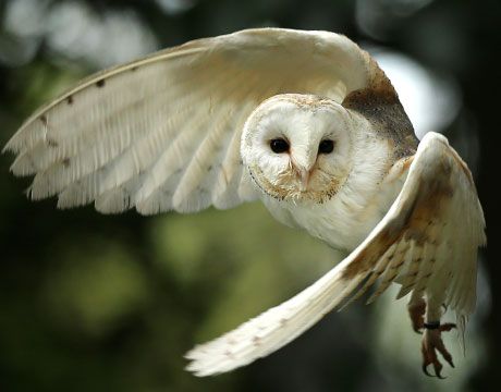 Barn owls fly soundlessly. Studying how they’re able to do that may lead to breakthroughs that can silence wind turbines, airplane wings and jet engines. Barn Owl Flying, Owl Flying, Owl Wings, Owl Photos, Owls Drawing, Owl Pictures, Beautiful Owl, Owl Bird, White Barn