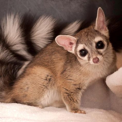 Ringtail Cacomistle ❤️ Aesthetic Raccoon, Ringtail Cat, Civet Cat, Raccoon Family, Tattoo Nature, Rainforest Animals, Rare Animals, Cat Ring, West Texas