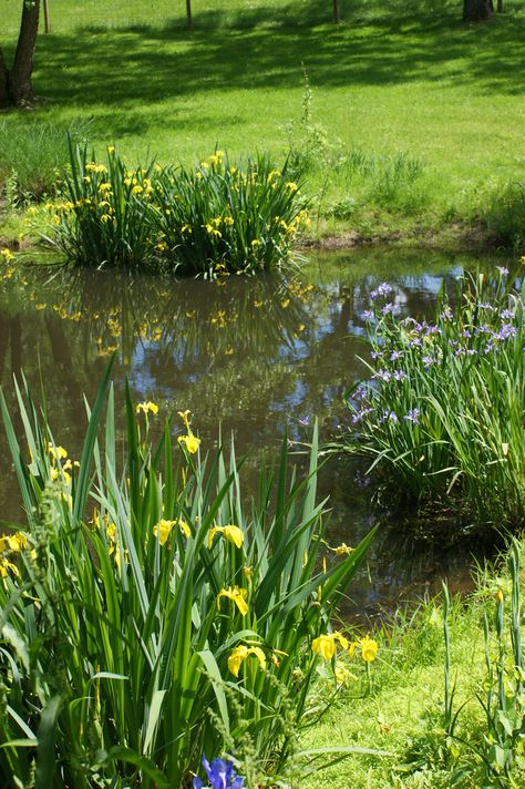 Water iris near a pond | par KarlGercens.com GARDEN LECTURES Water Plants For Ponds, Water Iris, Gardenia Plant, Retention Pond, Farm Pond, Frog Pond, Cottage Painting, Water Grass, Pond Landscaping