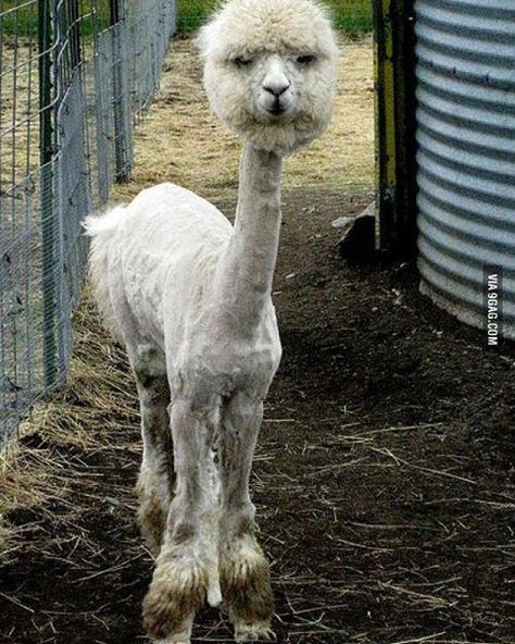 Have you seen a freshly shaved alpaca? #9gag @9gagmobile Shaved Alpaca, Shaved Animals, Hair Knots, Surreal Photos, Favorite Sayings, Pretty Animals, Reasons To Smile, Having A Bad Day, Funny Animal Pictures