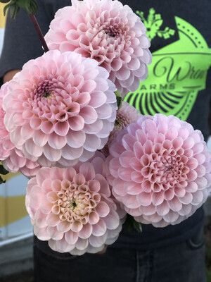 Dahlia Tubers, Orchard Wedding, Floral Work, Lily Bloom, Flower Farmer, Outdoor Gardens Design, Dahlia Flower, Flower Candle, Gorgeous Gardens