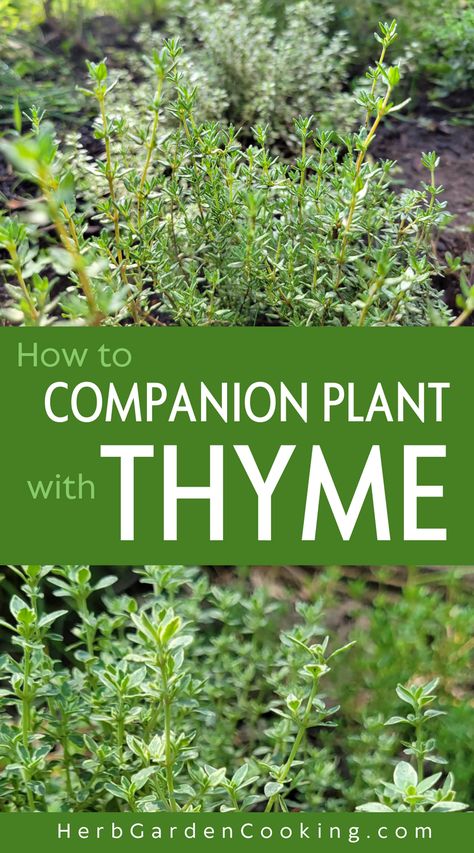 Discover the best and worst thyme companion plants for successful pairings. Learn what to grow (and what not to grow) with thyme.