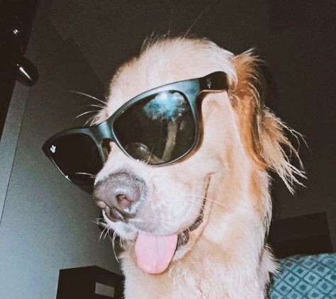 Golden Retriever Girl, Dog Wearing Sunglasses, Golden Aesthetic, Top Dog Breeds, Dog Sunglasses, Golden Retriever Funny, Grey Aesthetic, Dog With Glasses, Yellow Labrador Retriever