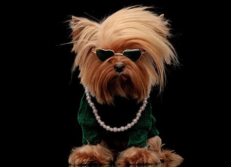 60 Damn Cute Yorkie Haircuts For Your Puppy – HairstyleCamp Boy Yorkie Haircuts, Dogs With Bows In Hair, Yorkie Mohawk Haircut, Yorkies Haircuts Female, Male Yorkie Haircut, Chorkie Haircut, Morkie Haircut Hairstyles Teddy Bears, Shorkie Haircut Styles, Yorkie Haircut Male