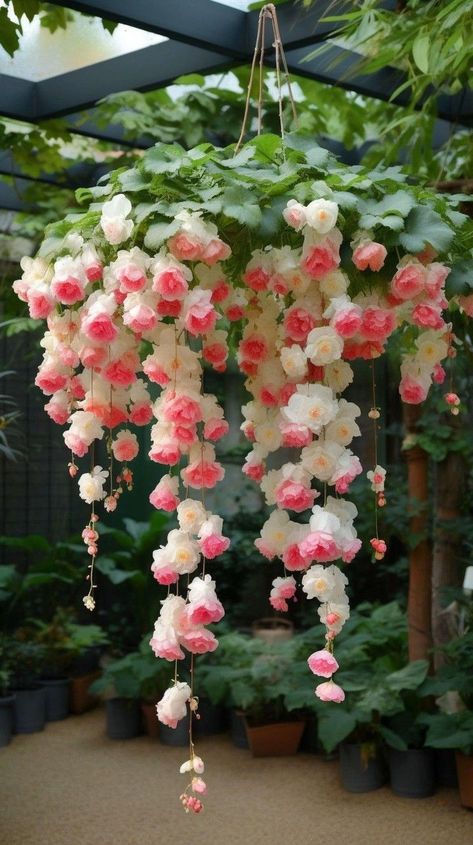 Weeping Flowers, Weeping Begonia, Pretty Flowers Pictures, Flower Gardening Ideas, Lilly Flower, Garden Vegetable, Nothing But Flowers, Bicycle Art, Indoor Flowers