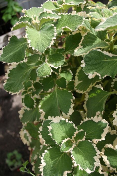 Swedish Ivy Outdoors, Swedish Ivy, Ivy Plants, Shade Perennials, Green Nature, Colorful Plants, Back Patio, Tropical Garden, Indoor Garden