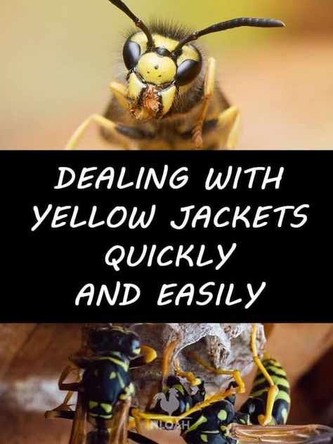 Dealing with Yellow Jackets Quickly and Easily • New Life On A Homestead | Homesteading Blog Yellow Jacket Bee, Yellow Jacket Trap, Yellow Jacket Wasp, Homesteading Tips, Household Pests, Micro Nutrients, Bees And Wasps, Fly Repellant, Garden Pest Control