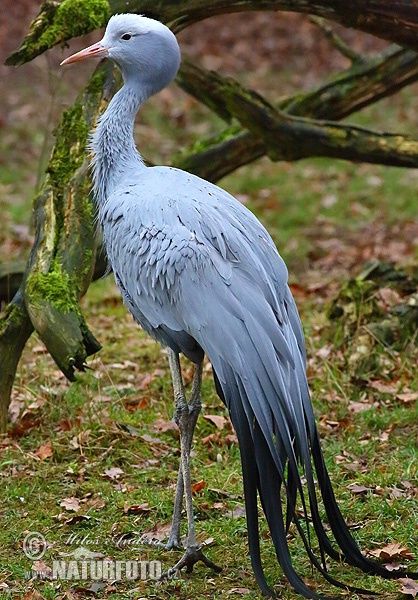 Blue Crane South Africa, Blue Crane Drawing, Blue Crane Art, Blue Crane Bird, Sports Illustrations Design, South African Birds, Blue Crane, Wildlife Pictures, Fish Drawings