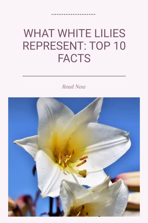 Discover the fascinating world of white lilies and what they symbolize. These elegant flowers have captivated people with their beauty and strong meanings throughout history. In this guide, we explore 10 distinct types of white lilies, revealing their personal significance and symbolism. From purity and renewal to spiritual awakening, learn how each type can convey a heartfelt emotion or sentiment. Perfect for flower enthusiasts or anyone intrigued by nature, embrace the symbolism of white lilies in your life and celebrate their unique meanings. White Tiger Lily, Plant Meanings, Sending Condolences, Types Of White, Top 10 Facts, Lily Care, Trumpet Lily, Asiatic Lilies, Easter Lily