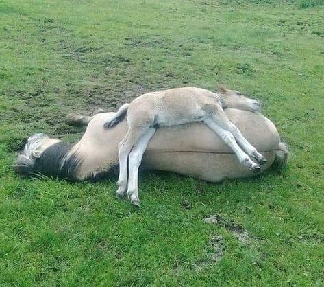 Horse Laying Down, Horses Funny, Diy Outfits, Best Funny Photos, What Kind Of Dog, Animals Pictures, Baby Horses, Elephant Love, Chihuahua Puppies