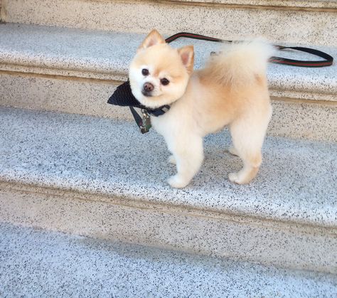 Ted's haircut, just in time for spring!  #handsome Pomeranian Pomeranian Memes, Pomeranian Facts, Pomeranian Haircut, Baby Pomeranian, Dog Haircuts, Cute Pomeranian, Dog Cuts, Blue Merle, Pomeranian Dog