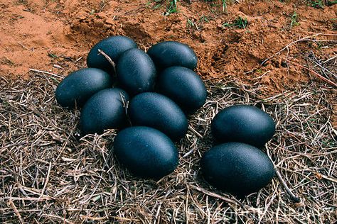 Emu eggs in a nest - Australia Emu Eggs, Ayam Cemani, Emu Egg, Types Of Eggs, Black Chickens, Egg Nest, Bird Eggs, Science Photos, Australian Birds