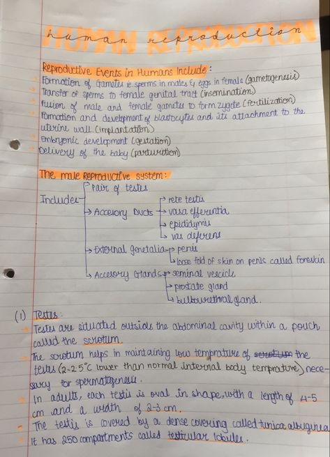 This page contains notes on the basic reproductive events in humans and the male reproductive system The Reproductive System Notes, Male Reproductive System Anatomy Notes, Reproduction Class 10 Notes, Reproduction In Animals Notes, Human Reproduction Notes For Neet, Class 10 Science Notes Biology Reproduction, Human Reproductive System Notes, Human Reproduction Notes Class 12, Male Reproductive System Notes